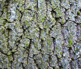 bark of tree