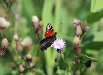 European peacock butterfly	
