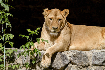 animal is an adult lioness lying and staring