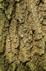 bark of tree