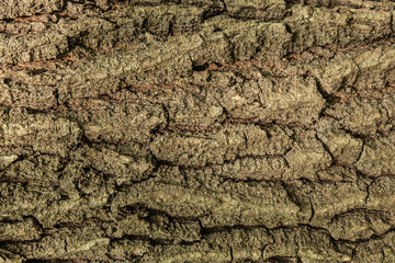  bark of tree