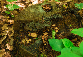  mushrooms on stump