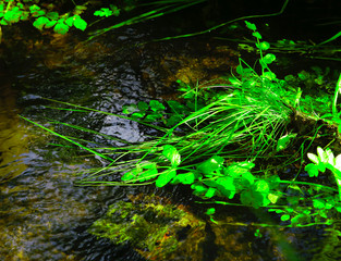 Water plants