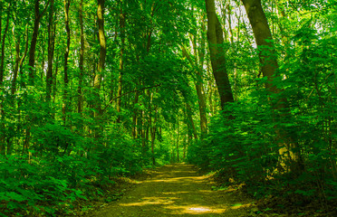 Obraz premium Droga przez las