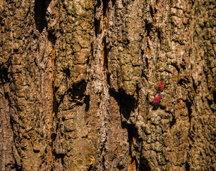  bark of tree