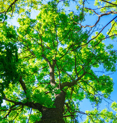 Fototapeta premium view under a tree