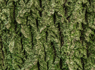 bark of tree