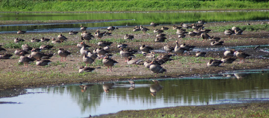 group greylag gooses (Anser anser) 