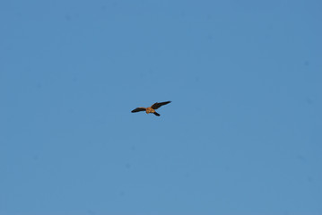 Birdwatching in Sardegna