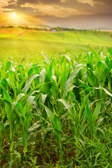 beautiful green corn fields in furano, Hokkaido in Japan