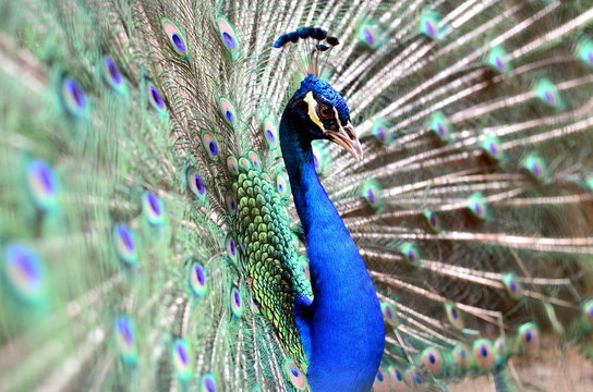 Close up image of a peacock