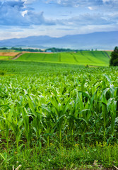 beautiful green corn field in furano,hokkaido in Japan