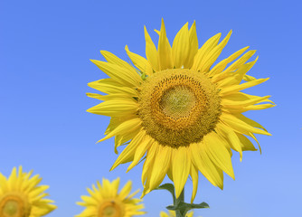 Field of sunflowers.