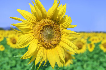 Obraz premium Field of sunflowers.