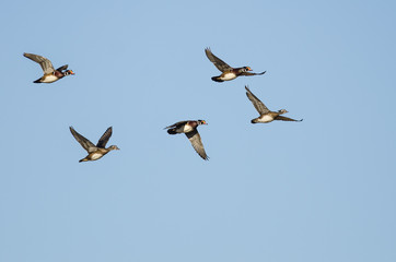 Fototapeta premium Flock of Wood Ducks Flying in a Blue Sky