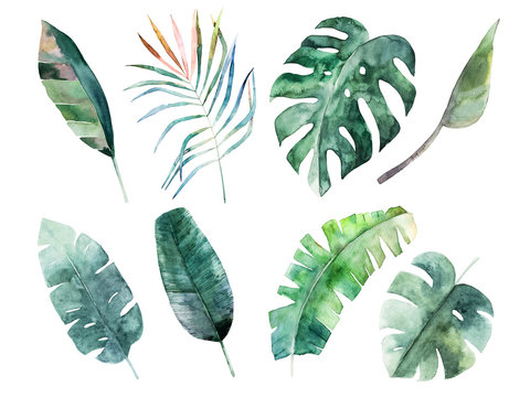 Watercolor leaves set. Hand drawn illustration. Isolated image