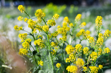 Wild yellow fluffy Barbarea flower in a field