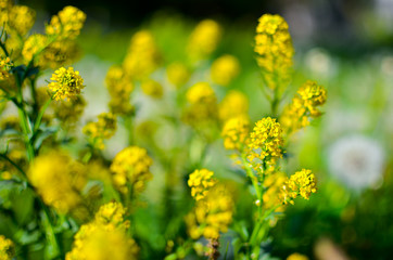 Wild yellow fluffy Barbarea flower in a field