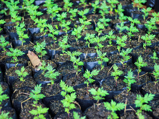 Green plant marigold seedlings in the garden home.