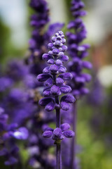 Salvia blossom close up shot 