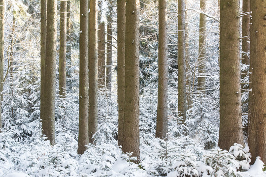 Verschneiter Wald