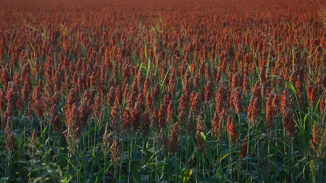 Field of Milo