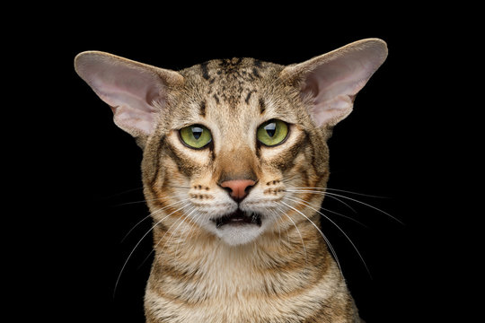 Closeup Portrait of Green Eyed Oriental Cat With Big Ears Looking in Camera with Curious face on Black Isolated Background