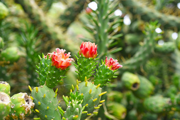Big green cactus with red flowers.