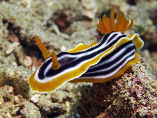 Magnificent Chromodoris (Chromodoris magnifica)