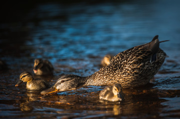 Duck family with duck chicks in Vyborg, Russia