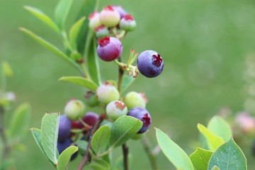 heidelbeeren I