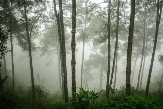 Fototapeta Fog in the forest.