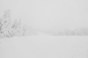 Tree covered with snow  on winter storm day in  forest mountains .