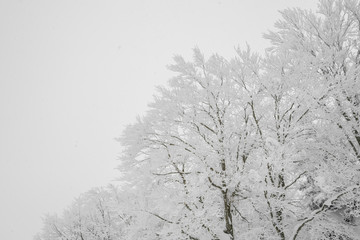 Tree covered with snow  on winter storm day in  forest mountains .