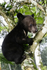 Cute black baby bear is climbing trees.