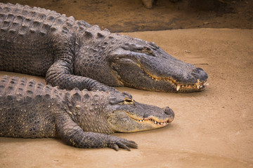 Crocodiles in a zoo - phototgraphy in a zoo - obrazy, fototapety, plakaty