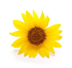 Sunflower isolated on white background