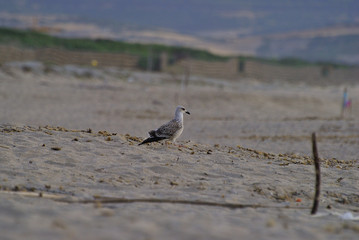 Birdwatching in Sardegna