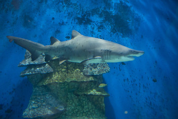 Fototapeta premium Carcharias taurus