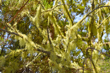 Moss on Madeira trees