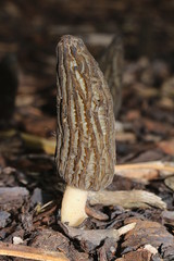 Spitzmorchel, Morchella conica