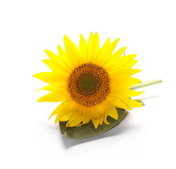 Fototapeta premium Sunflower isolated on white background