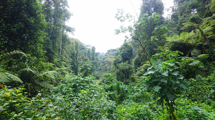 Tropical rainforest in central Africa