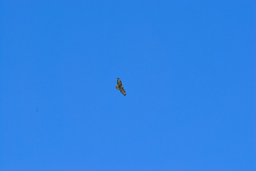 Birdwatching in Sardegna