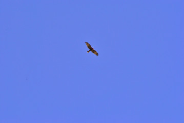 Birdwatching in Sardegna