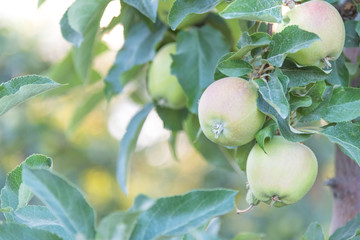Close-up of green apples ripening on tree in summer at sunset