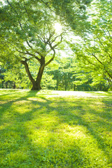 公園　太陽光