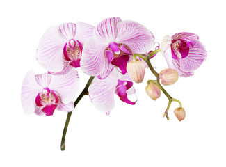 Fototapeta premium Pink orchid on a white background