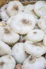 Italian Onions in Sicily