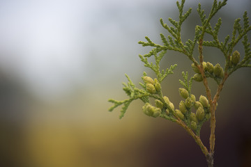 flower plant on blurred background